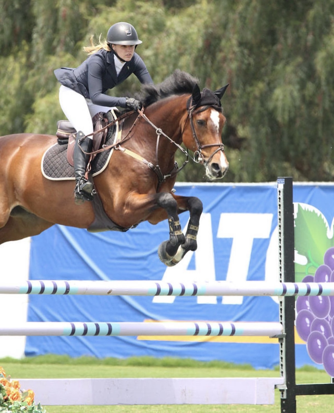 Gallery - South Coast Equestrian